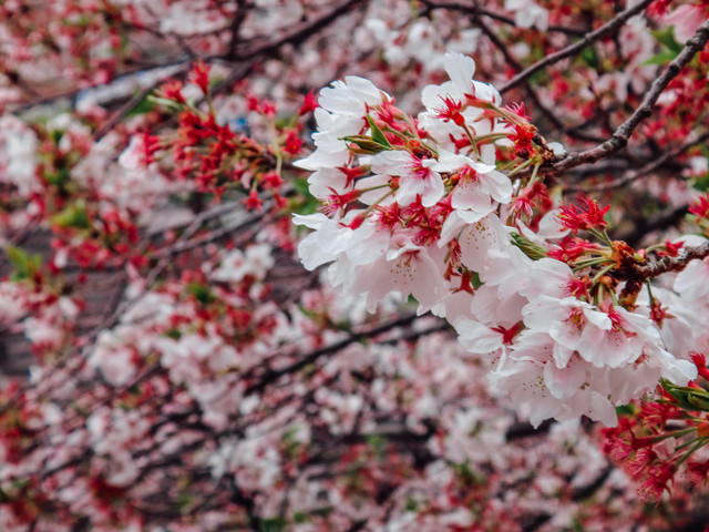 Nikmati indahnya bunga sakura di 5 tempat ini 