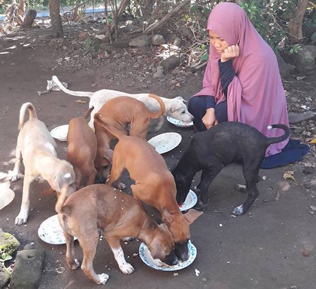 17++ Anjing kampung yang bagus update