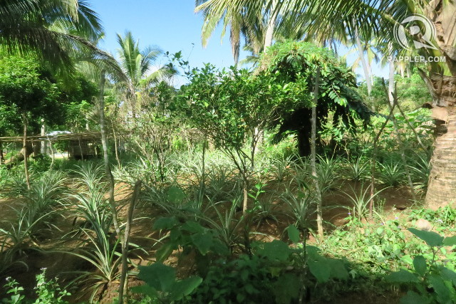 agroforestry