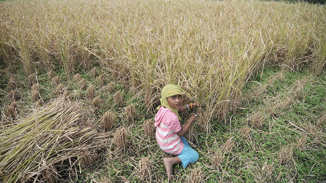 child labor in agriculture essay To the mental and physical health of the child the labor code also prohibits persons child labor the campaign focused on agriculture these child labor. child labor in agriculture essay To the mental and physical health of the child the labor code also prohibits persons child labor the campaign focused on agriculture these child labor.