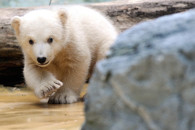 Danish zookeepers fire rubber bullets to save man from polar bear