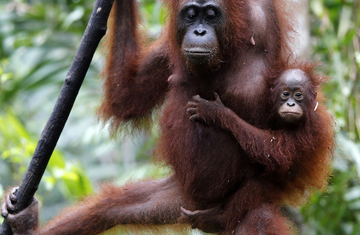 Orangutan Di Kalimantan Tengah Masuk Ke Pemukiman Warga