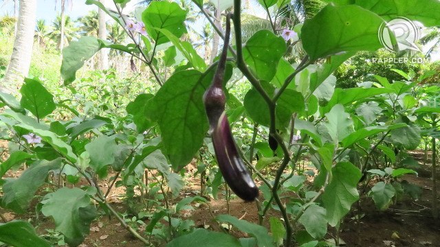 eggplant