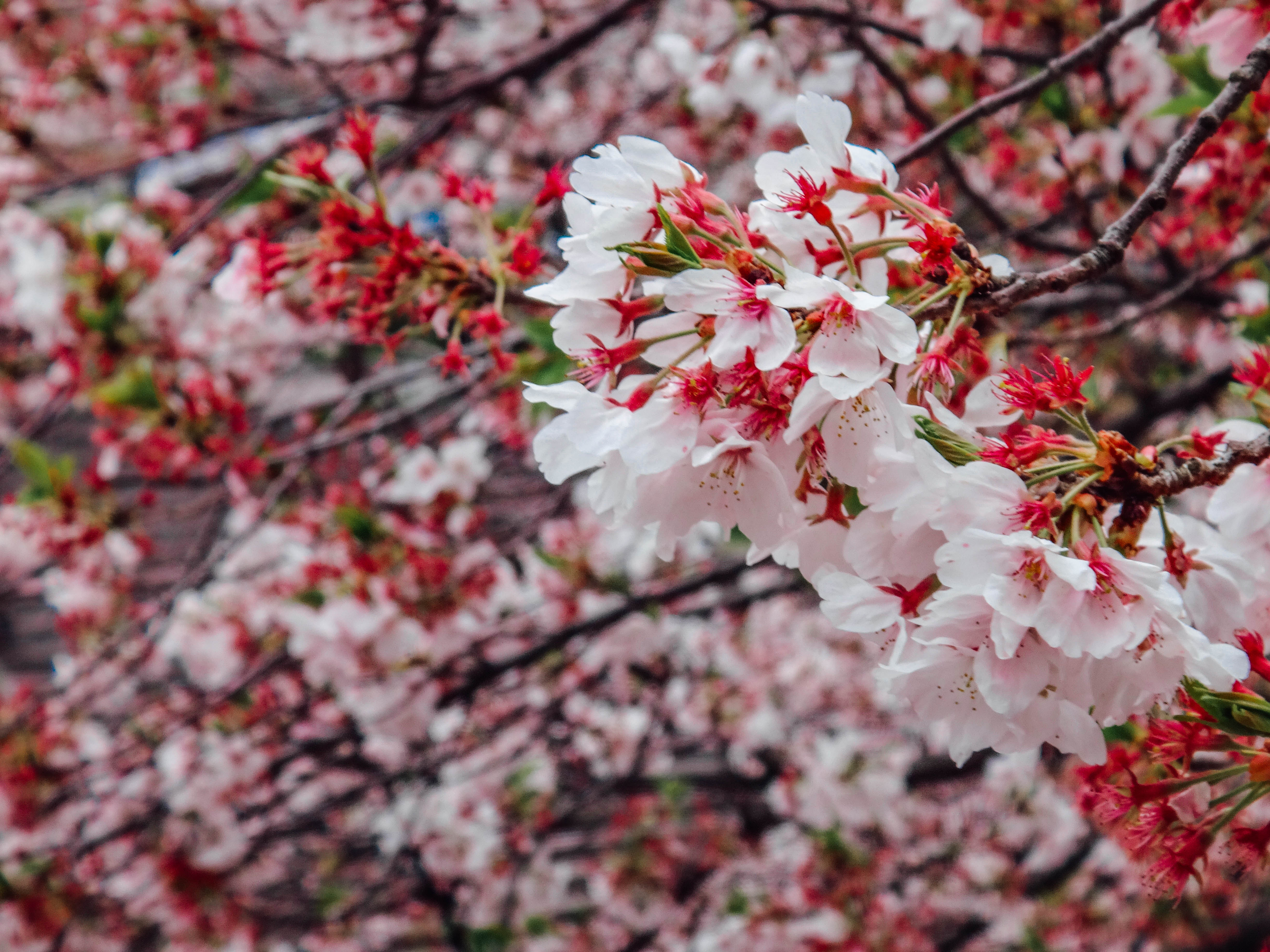 Cherry blossom живые обои