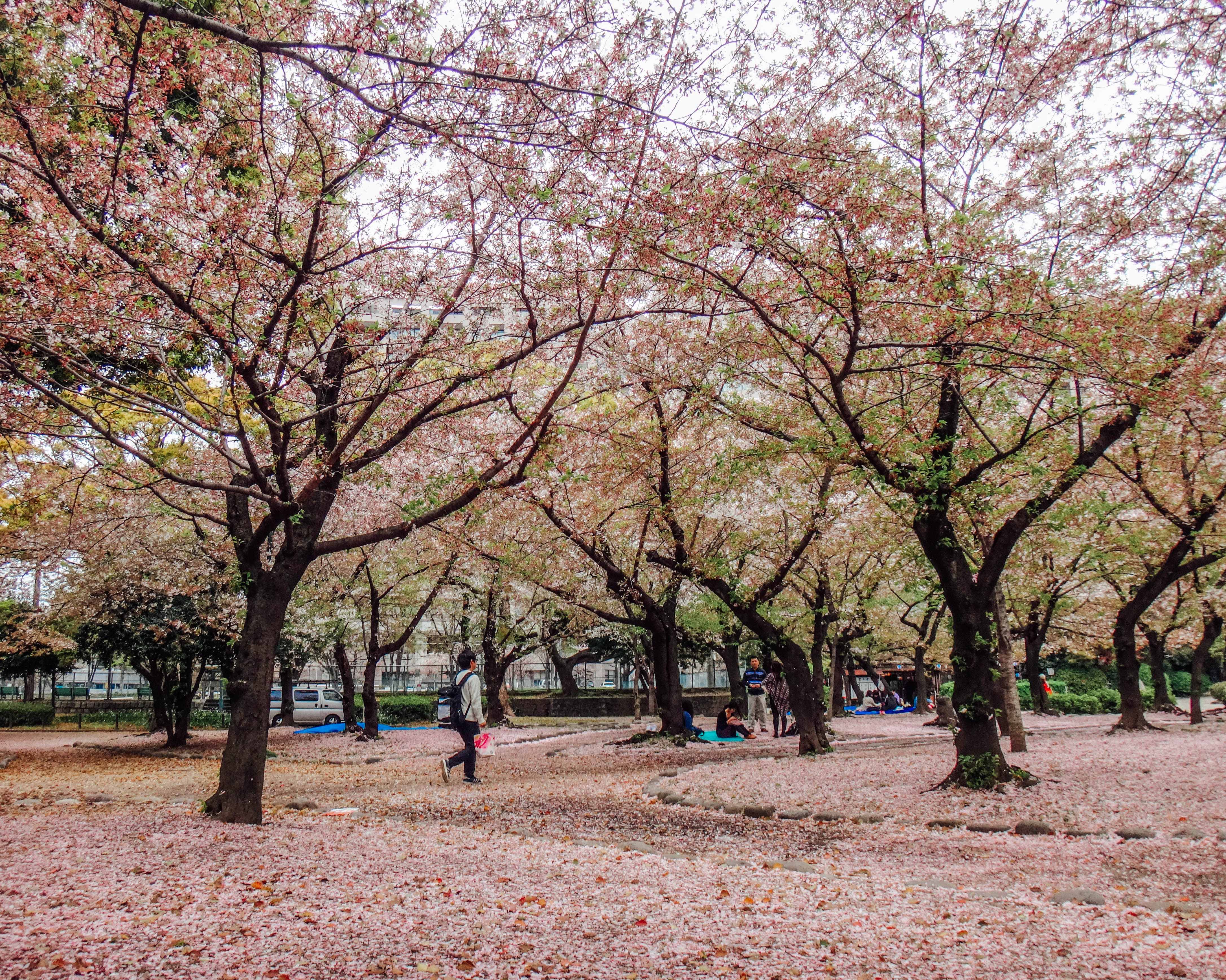 Planning your cherry blossom Japan adventure: 5 beautiful viewing spots