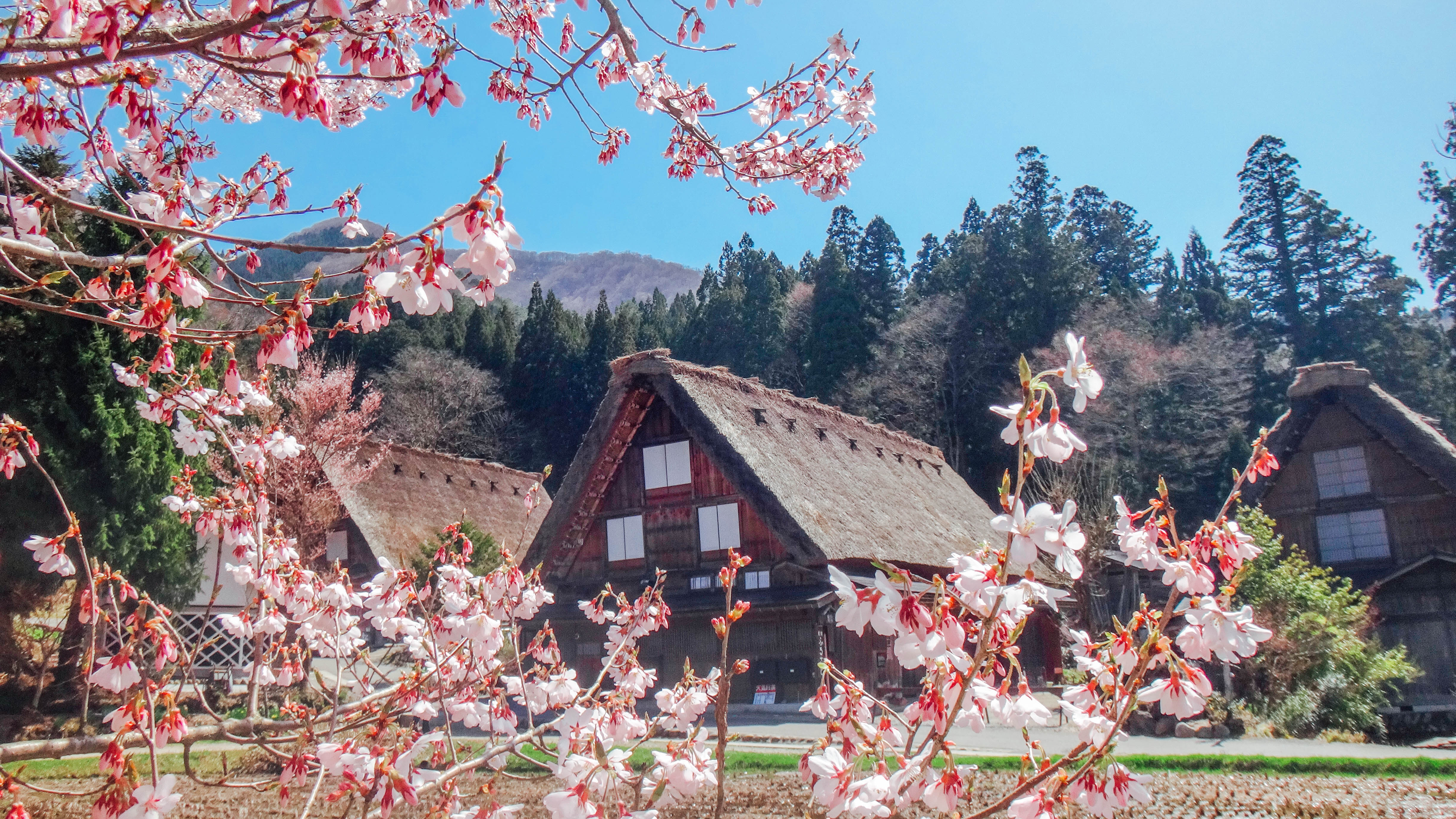 Planning your cherry blossom Japan adventure: 5 beautiful viewing spots