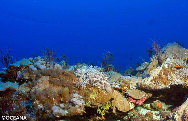 Latest Benham Rise Expedition Reveals Vast Coral Ecosystem