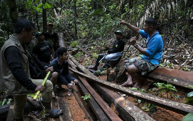 Timber Industry In The Philippines