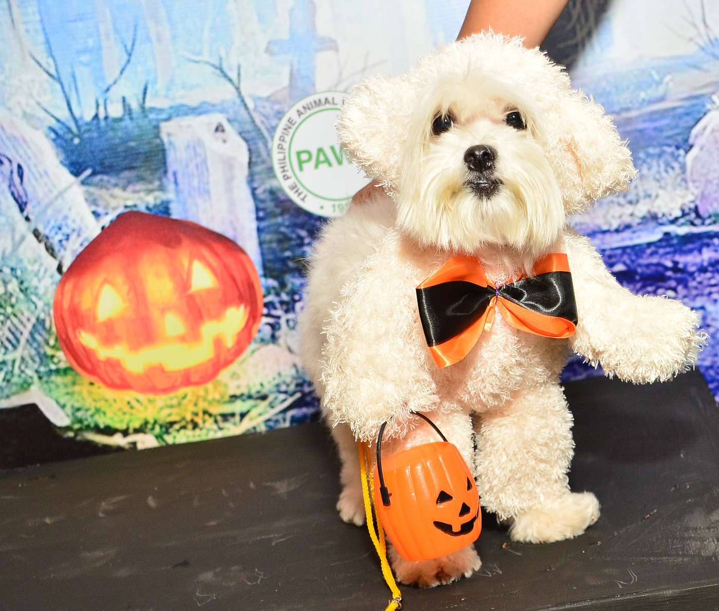 PAWS had a halloween party, and it was definitely a treat