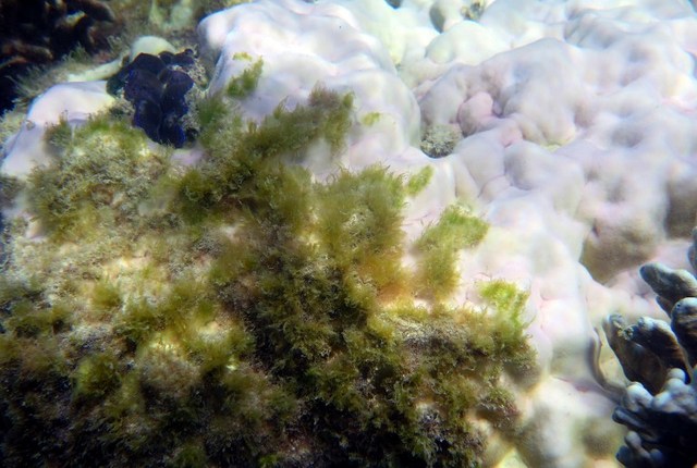 Third Of Coral 'dead Or Dying' In Parts Of Barrier Reef