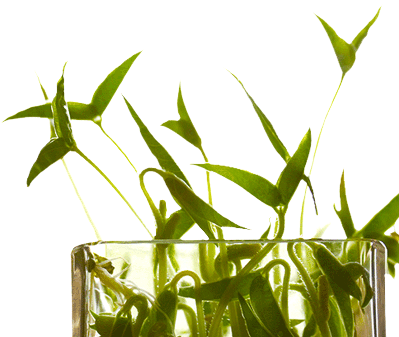 Monggo Incredible Superfood