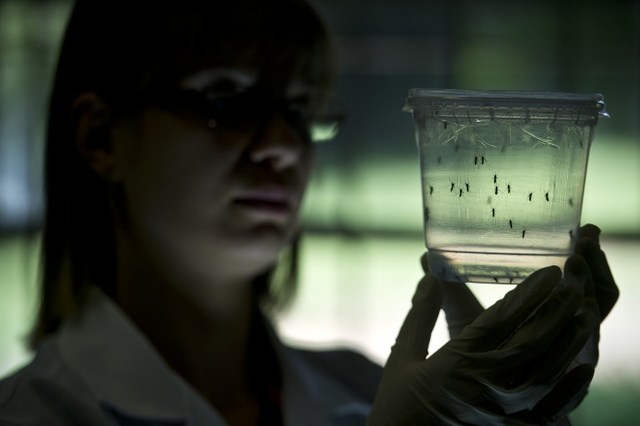 aedes aegypti mosquitoes
