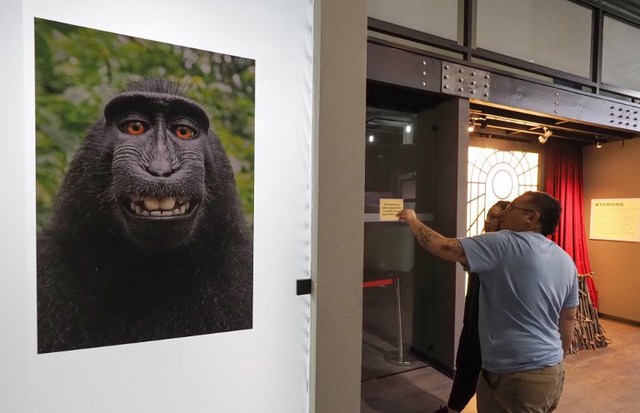 U S Court Rules Monkey Does Not Own Selfie Copyright