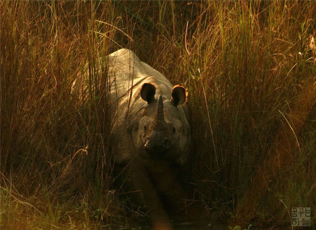 one horned ceratops