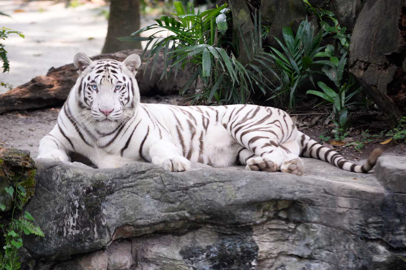 First-timer's guide to Singapore Zoo, Night Safari, and more