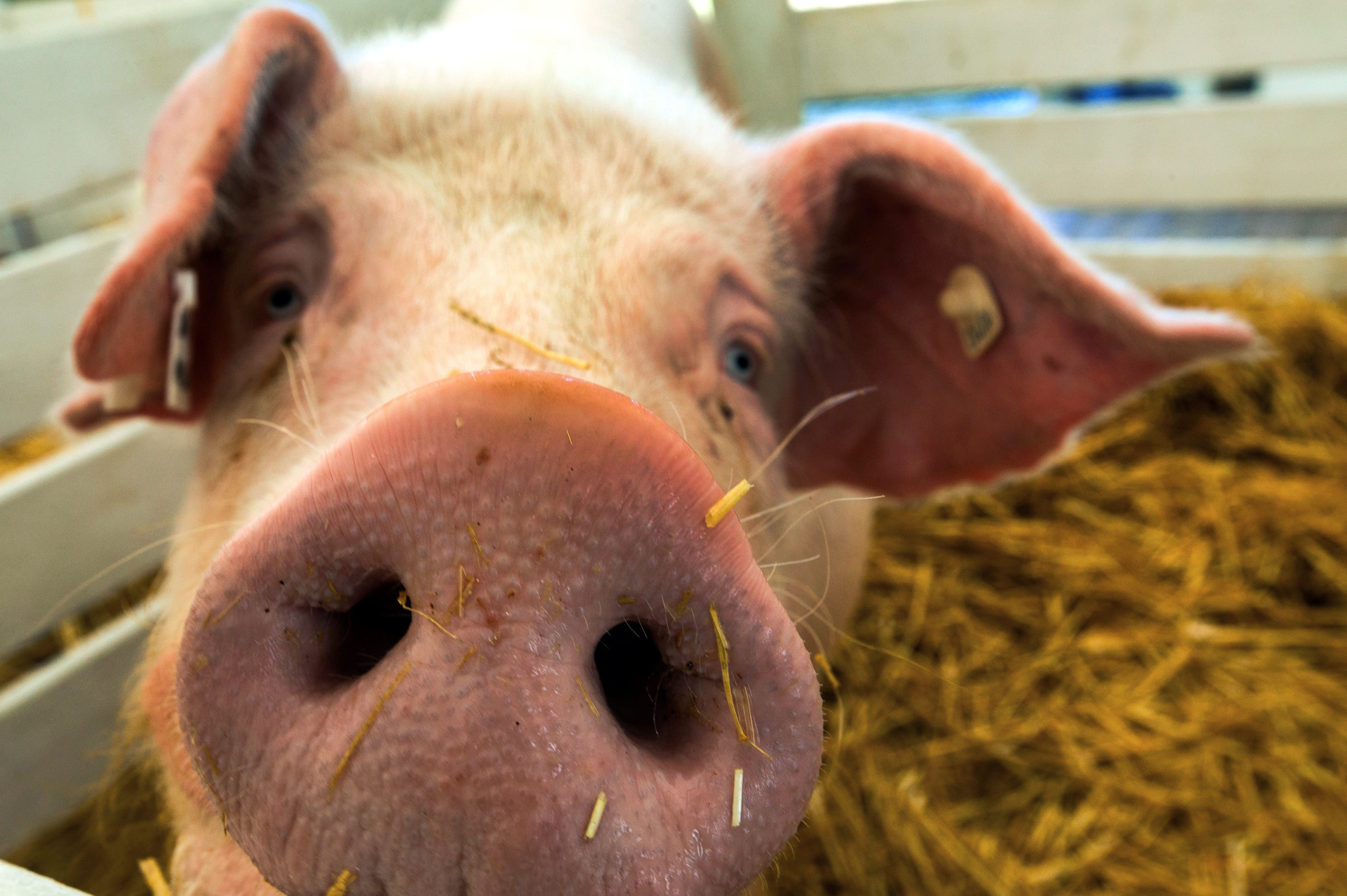 Pig hearts may save human lives researchers