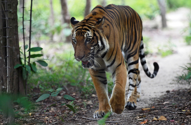 Cambodian tigers declared 'functionally extinct'