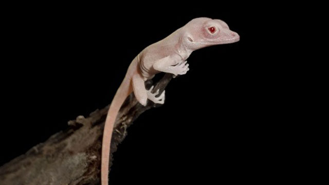 Image result for It'll Be All White: Scientists Create Albino Lizards ... Researchers from the University of Georgia used CRISPR-Cas9