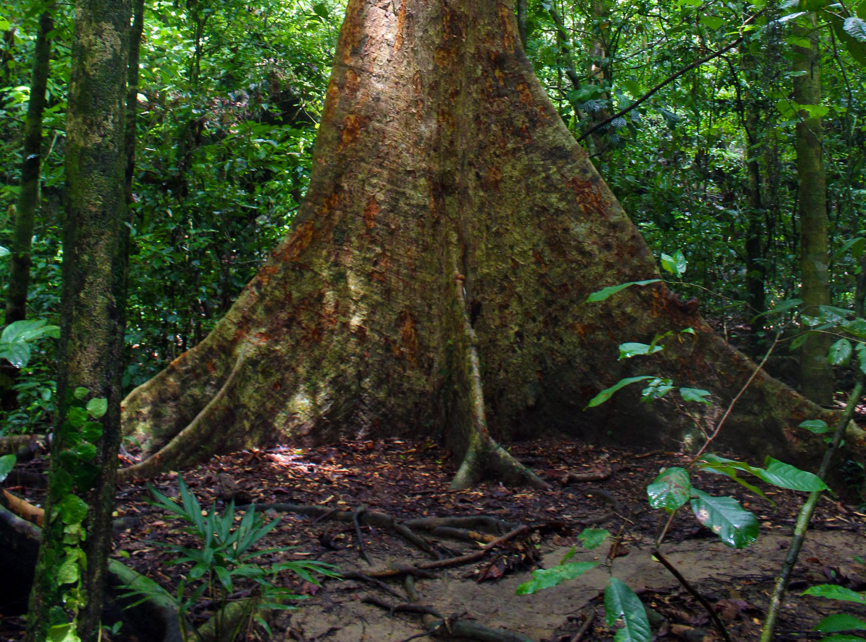 IN PHOTOS: Puerto Princesa's 'Jungle Trail' ecotourism site