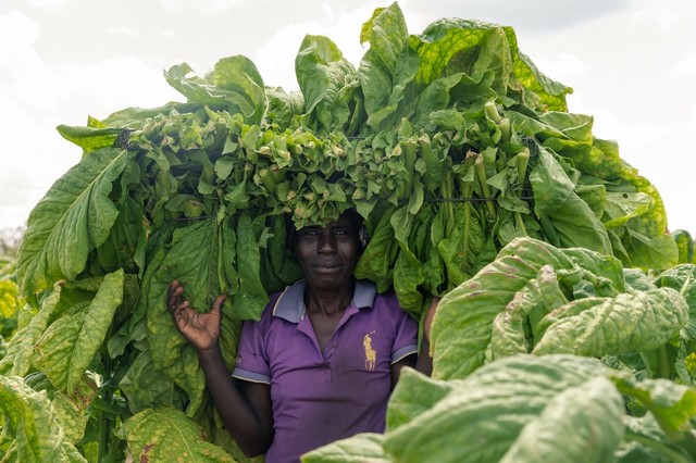 Virus lockdown darkens hopes for Zimbabwean tobacco rebound