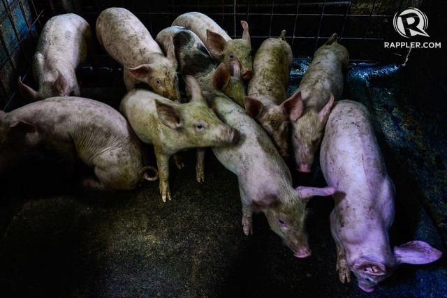 FAST FACTS: What Is African Swine Fever?