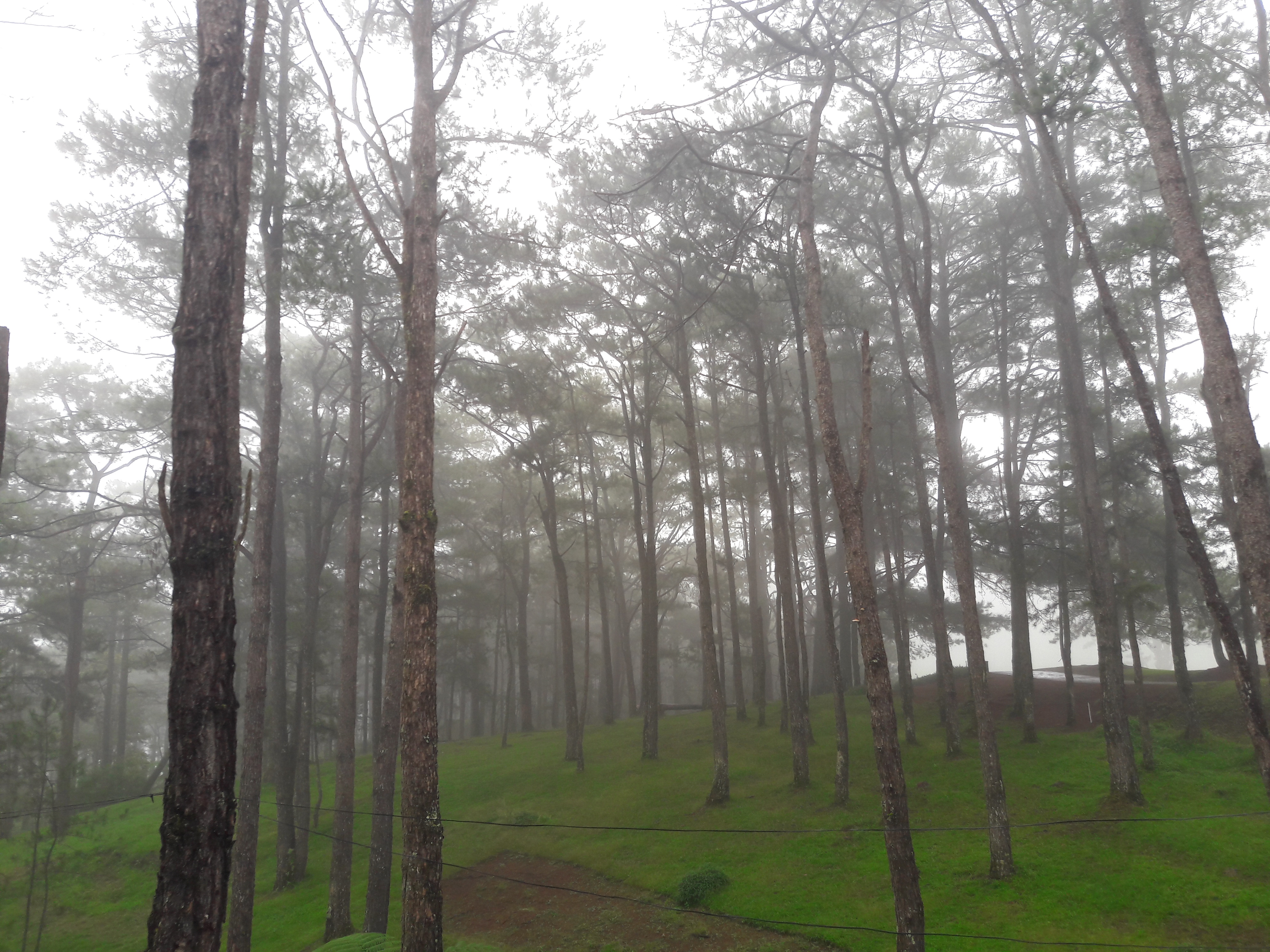 Image result for baguio city pine forest